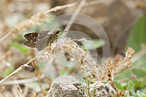 Gierstdikkopje, Millet Skipper, Pelopidas thrax