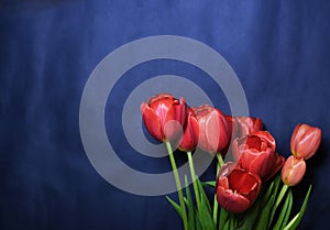 Gift bouquet of red tulips on a classic blue
