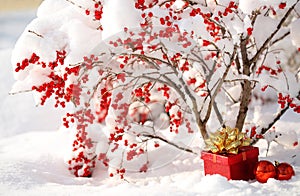 Gift Box and Christmas Balls under Holly Berries bush Covered wi