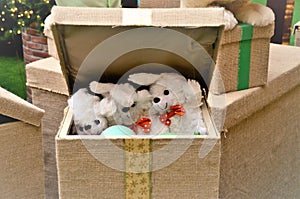 Gift box with plush bunny puppies photo