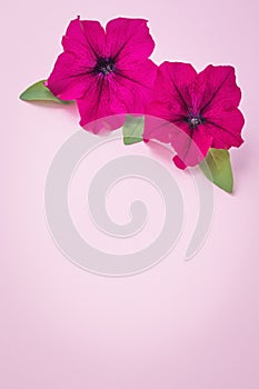 Gift card design, floral wallpaper with copy space for text. Pink flower frame, romantic mockup, background
