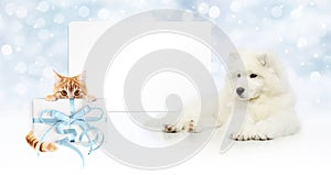 gift card, dog and cat with package on christmas lights background, banner copy space template