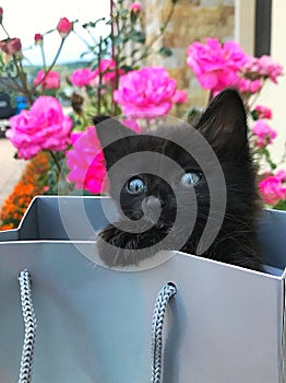 The gift cat Black baby on the bag with roses on the fundal