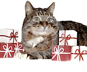 Gift fir cat