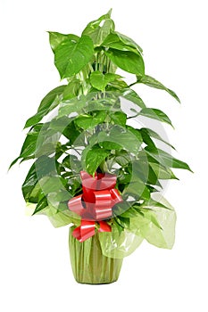 Gift-wrapped Epipremnum aureum plant