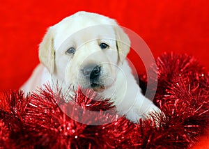 Gift yellow labrador puppy with New Year (Christmas) toys