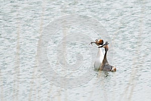 A gift for you - Great crested grebes courtship