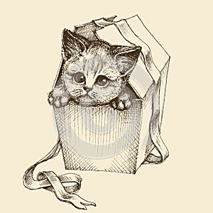 Gifting a cat illustration photo