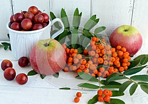 Gifts of autumn: apples, cherry plum, mountain ash on a white background. Still life in yellow, orange, red