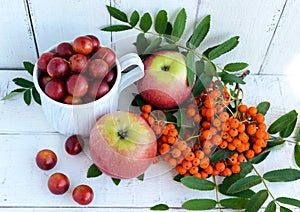 Gifts of autumn: apples, cherry plum, mountain ash on a white background. Still life in yellow, orange, red