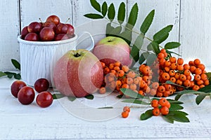 Gifts of autumn: apples, cherry plum, mountain ash on a white background.