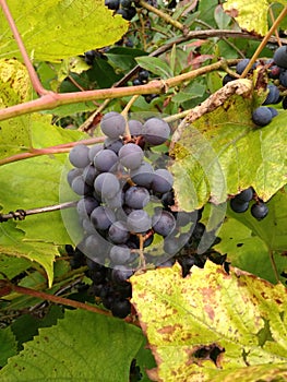 Gifts of autumn, Bunch of true grapes (Vitis vinifera)