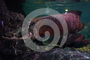 Giga Arapaima