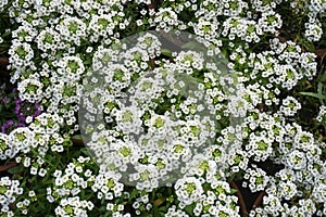 Giga White alyssum is blooming in the park