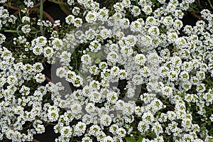 Giga White alyssum is blooming in the park