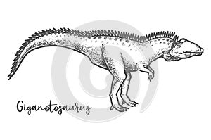 Giganotosaurus dino sketching. Sketch of dinosaur vector photo