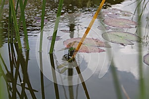 Gigant dragonfly photo