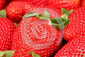 Gigant strawberries