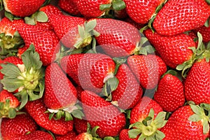 Gigant strawberries photo