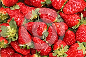 Gigant strawberries