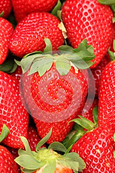 Gigant strawberry