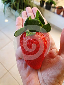 Gigant strawberry fruit photo