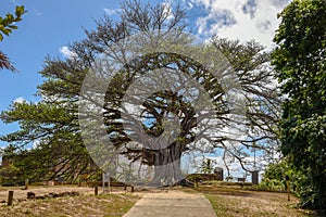 Gigant tree of castle Garcia D`Avila near Praia do Forte, Brazil photo