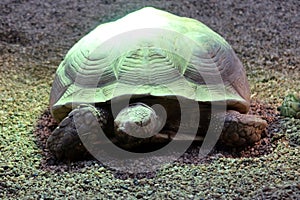 Gigant turtle closeup view.