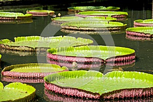Gigant Water-lily, Nenuphar, Tropical climate