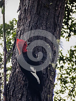 Gigant woodpecker male bird in chilean patagonia