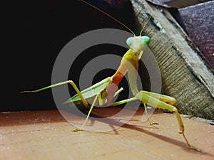 gigante mantide religiosa verde e gialla photo