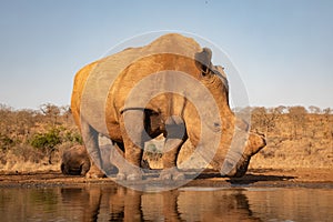 Gigantic adult rhino drinking from a waterhole in South Africa