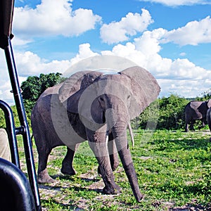 Gigantic african elephant in wild savanna(National park Chobe, B