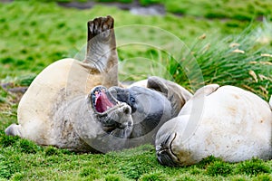 Gigantic elephant seals - Mirounga leonina - snuggling on meadow, Grytviken,  South Georgia