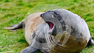 Gigantic elephant seal yawning - Mirounga leonina -  lying on grass in Grytviken,  South Georgia photo