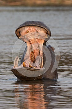 Gigantic hippo opening mouth on the Choebe river photo