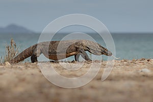 Gigantic komodo dragon in the beautiful nature habitat on a beautiful island in Indonesia