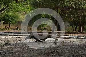 Gigantic komodo dragon in the beautiful nature habitat on a small island in Indonesian sea photo