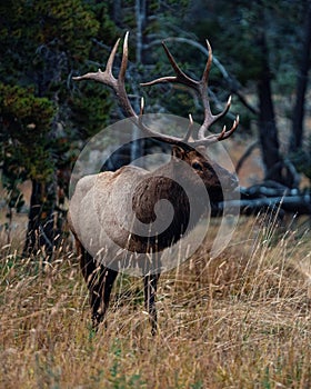 Gigantic male elk with large antlers with landscape forest background