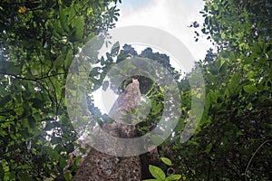 The biggest Krabak Tree