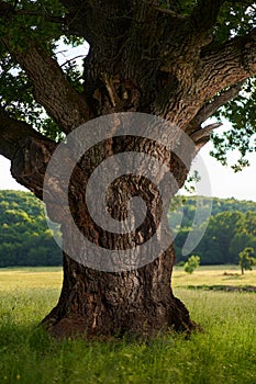 Gigantic oak on a pasture