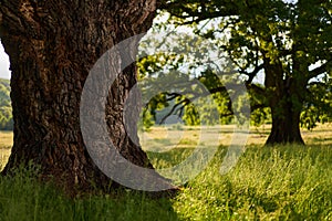 Gigantic oak on a pasture