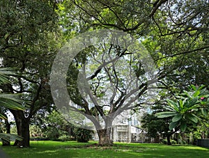 Gigantic Rain Tree