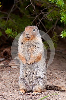 Gigantic rodent