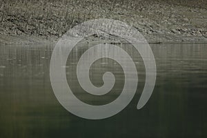 Gigantic salted water crocodile caught in mangroves of Sundarbans