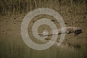 Gigantic salted water crocodile caught in mangroves of Sundarbans