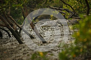 Gigantic salted water crocodile caught in mangroves of Sundarbans