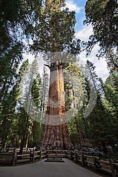 Gigantic Sequoia tree, called General Sherman, in Sequoia National Park, California USA