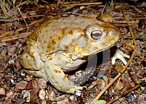 The gigantic Sonoran Desert Toad photo