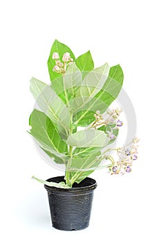 Gigantic Swallowwort (Calotropis gigantea) isolated on white